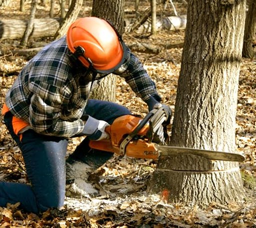 Tree Removal in Outlook, MT